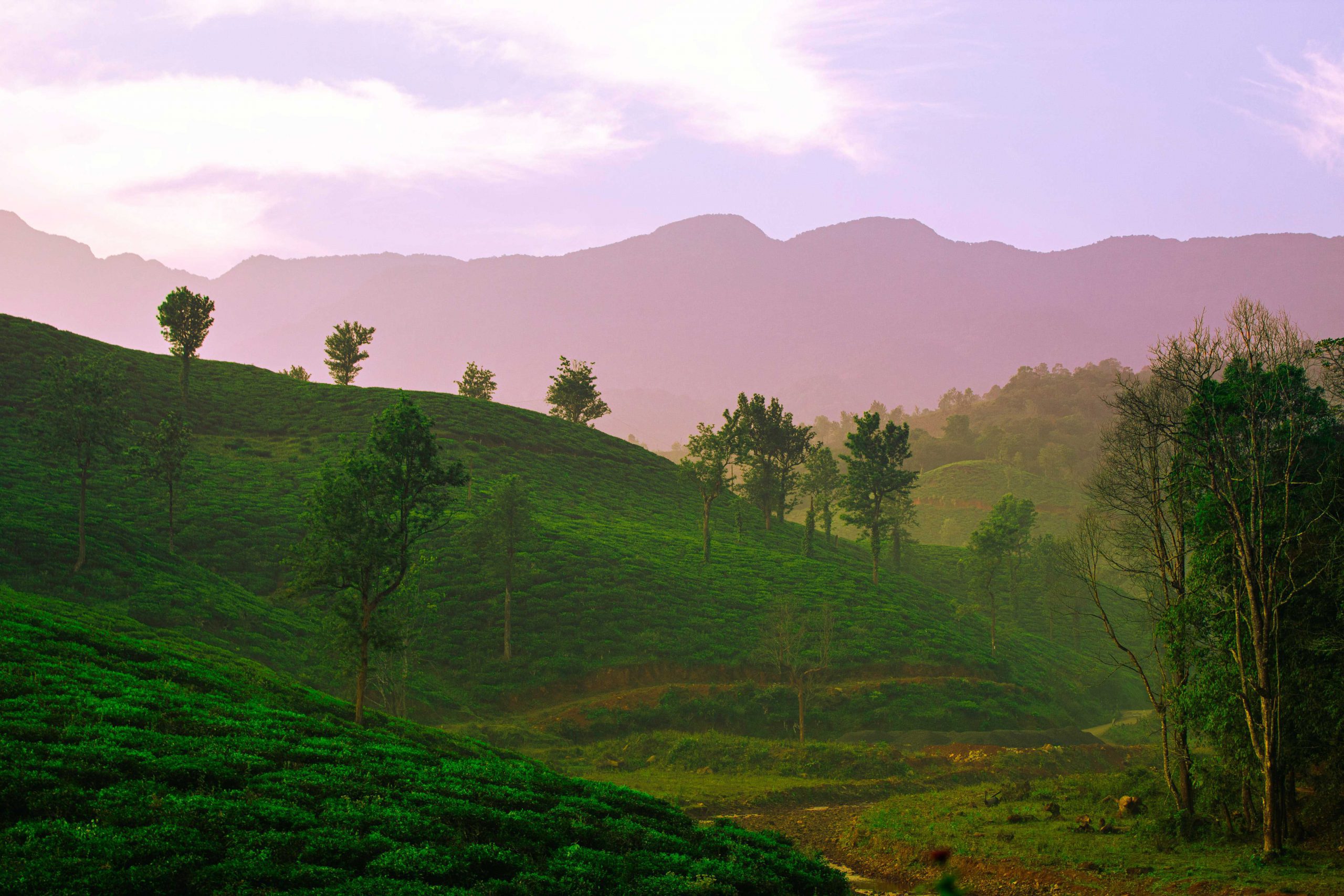 Enjoy your Holidays in Wayanad and stay at the best five-star resorts in Wayanad