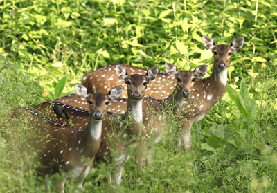 Muthanga Wildlife Sanchuary Wayanad